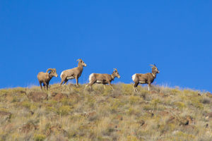 bighornsheep